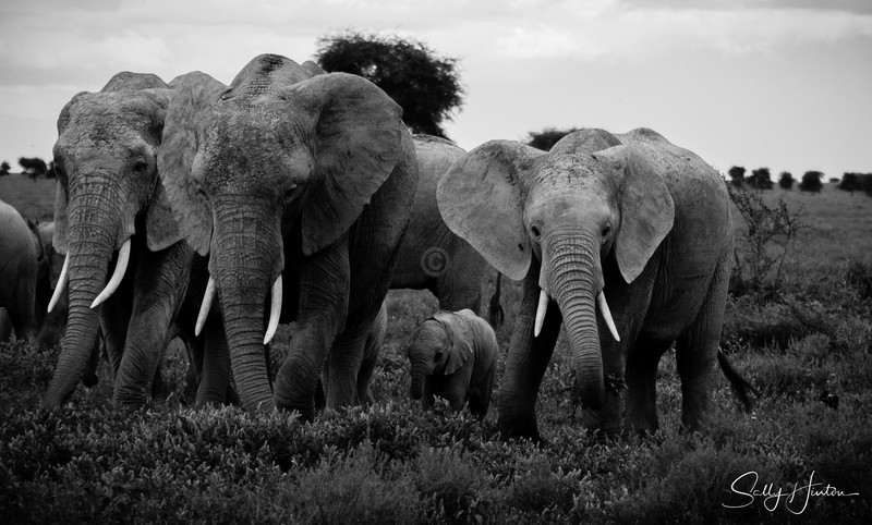 Tiny Elephant Calf 1