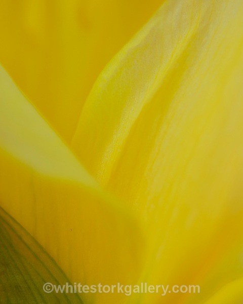 Daffodil - Up Close !