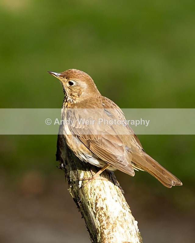 20110614-IMG_5803 - Thrushes