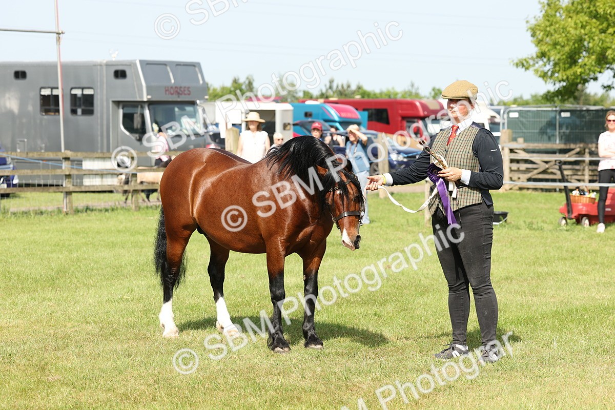 SBM_02173 - Class 6-13 - Mountatin and Moorland In Hand Welsh Breeds