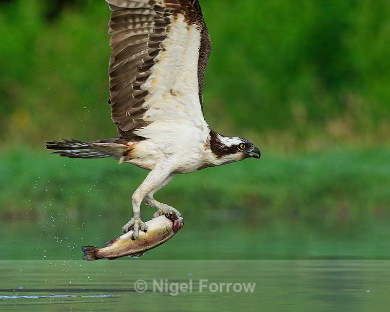 Rothiemurchus Osprey close-up with fish - Osprey