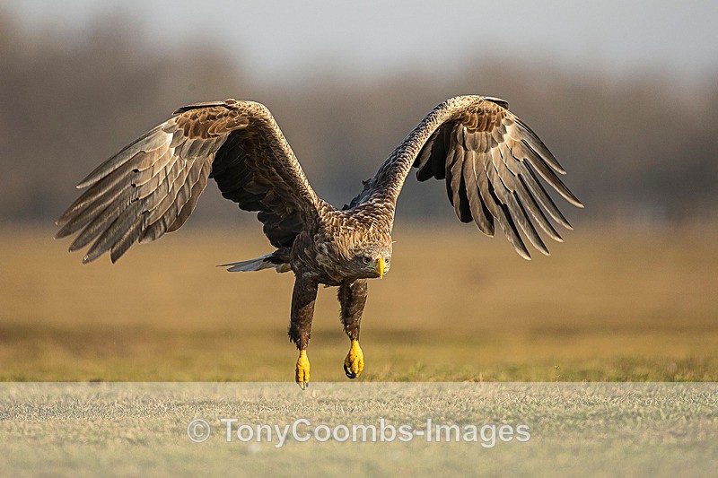 White-tailed Eagle - Eagle Hides