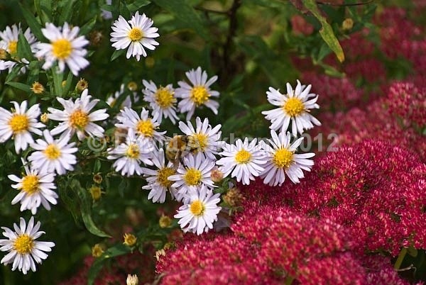 Autumn flowers - Autumn