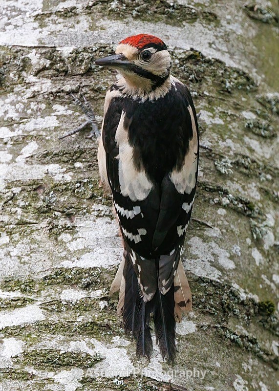 Great Spotted Woodpecker - Latest Images
