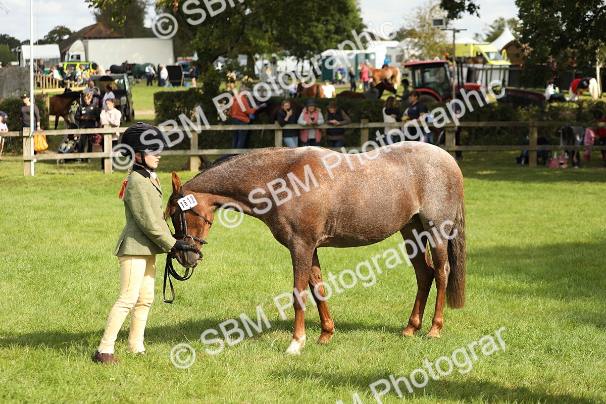 SBM_62815 - S46 - Mountain & Moorland In Hand Small Breeds