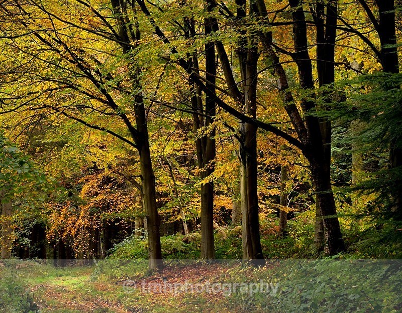 Autumn Leaves - Landscape