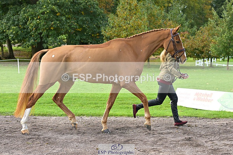 241023-131716-00182 - 010-Julia.Norman-SCOTCH.ON.THE.ROCK'Z