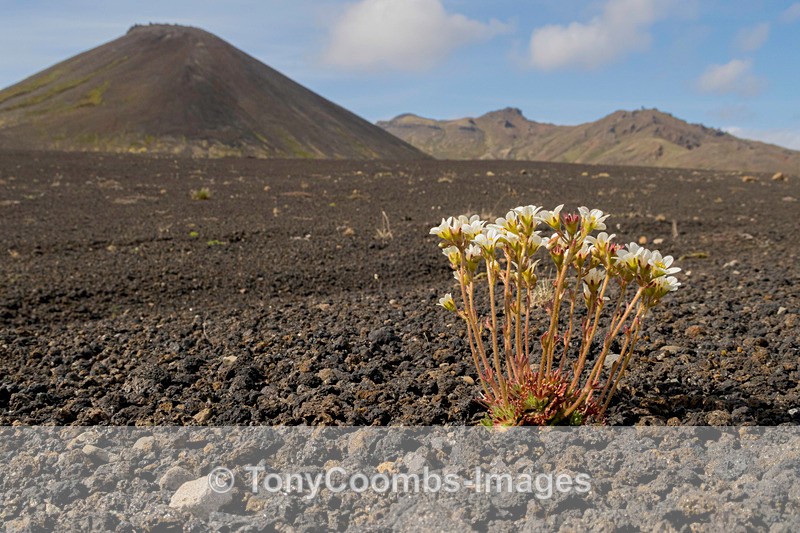 Lave Field Flowers - Iceland