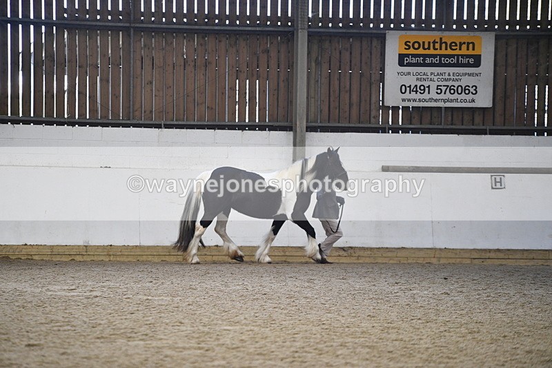 WJ5_5233 - Class 8 In hand cob