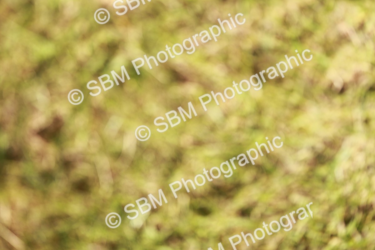 SBM_01794 - Class 14-23 - Mountain & Moorland In Hand Non Welsh