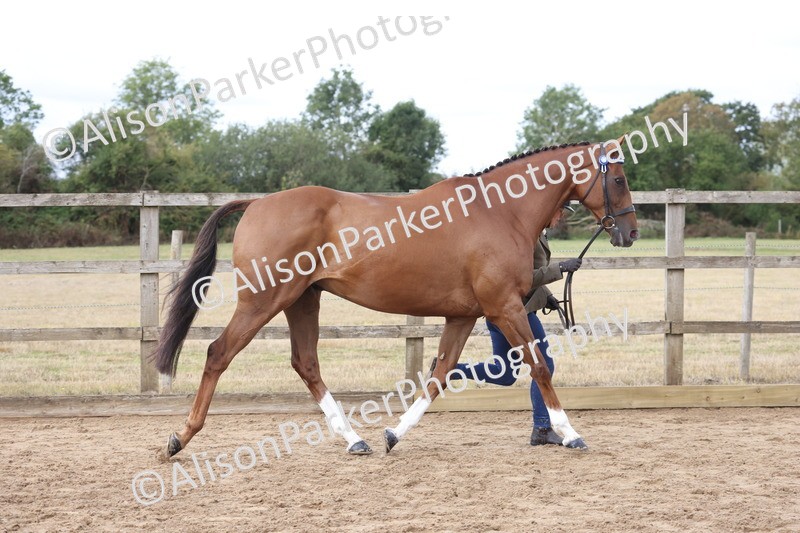 20260831-1926 - Class 5 - Retraining of Racehorses