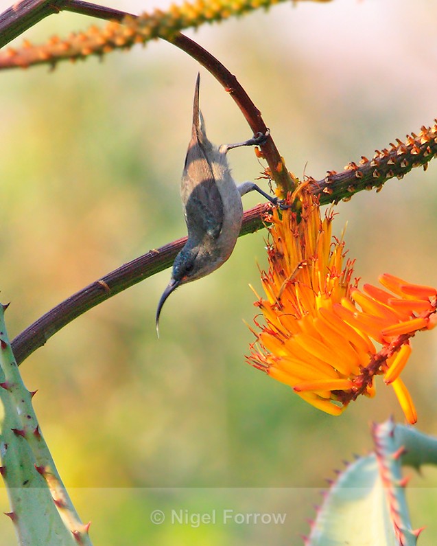 Grey Sunbird hanging upside down from a branch to reach a flower - Grey Sunbird