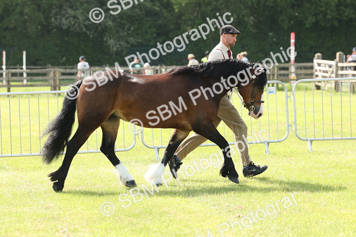 SBM_02158 - Class 6-13 - Mountatin and Moorland In Hand Welsh Breeds