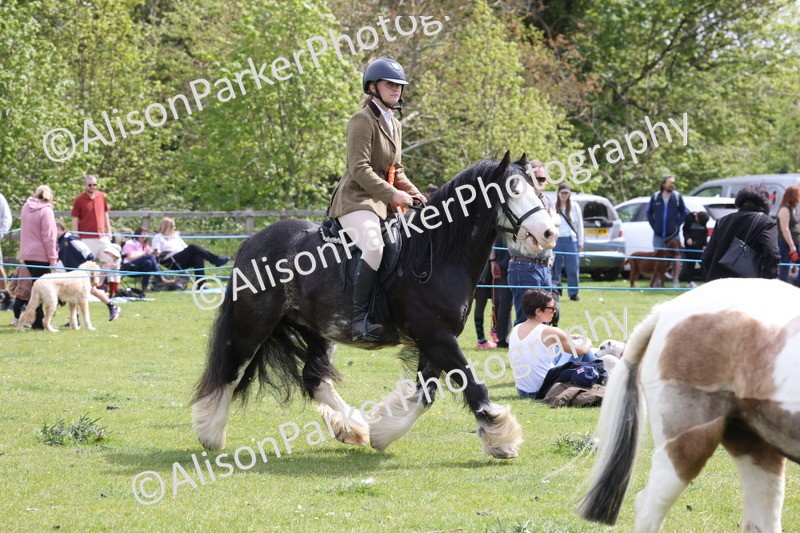 20260426-4059 - Class 33 - Best Pony 14.2hh and Under