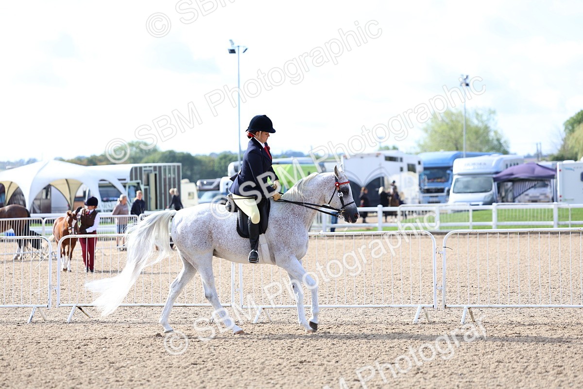 SBM_09110 - Class 303 - Ridden Pure Bred Horse Pony