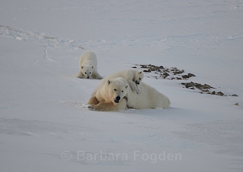 Polarbear cubs 10 - Latest Photos