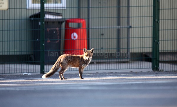  - Urban Foxes, Bristol, Great Britain