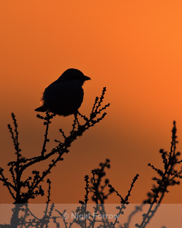 Great Grey Shrike at sunset - Great Grey Shrike