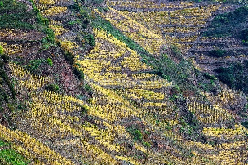  - Vineyards & Vines / Weinberge & Reben