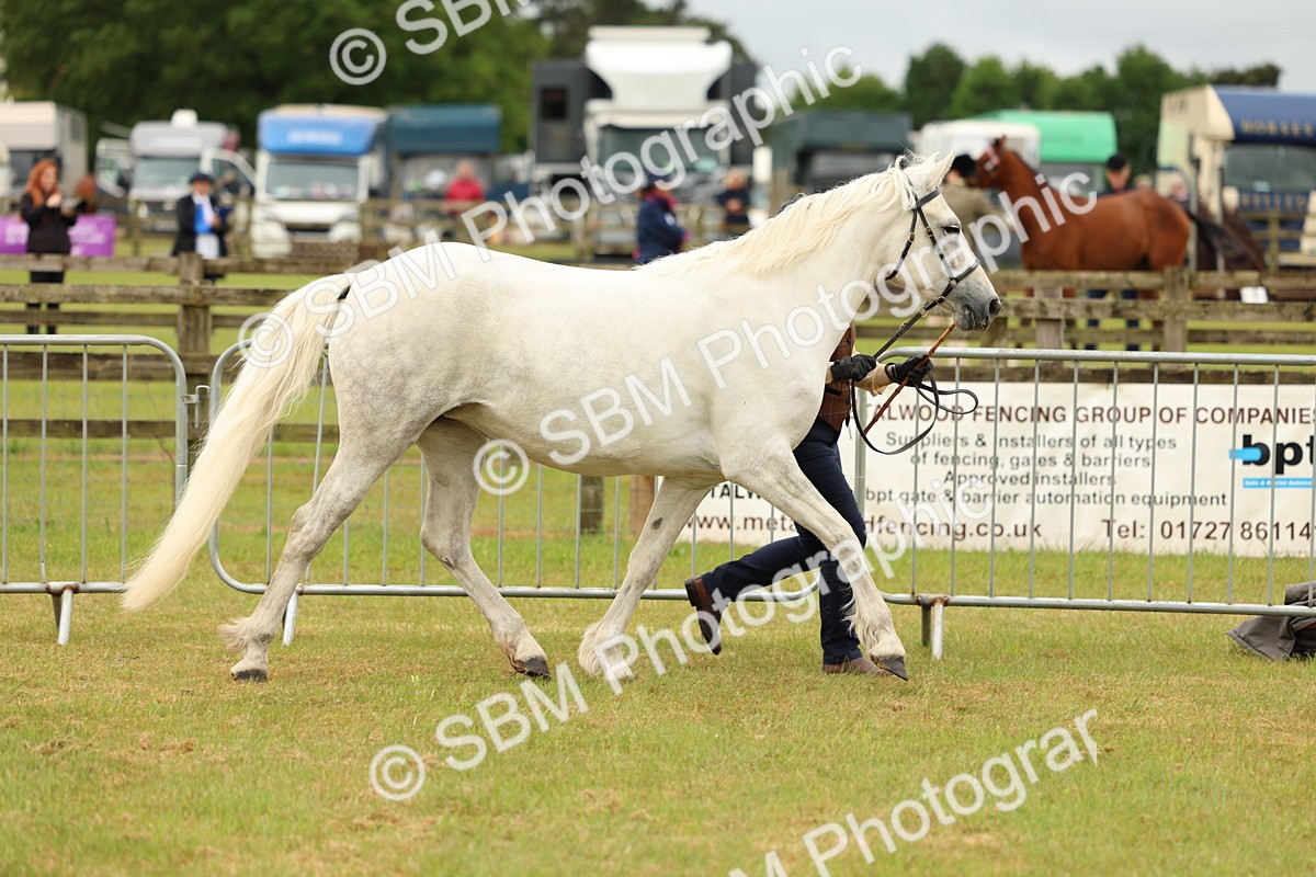 SBM_04168 - Class 64-67 - Shetland Pony In Hand