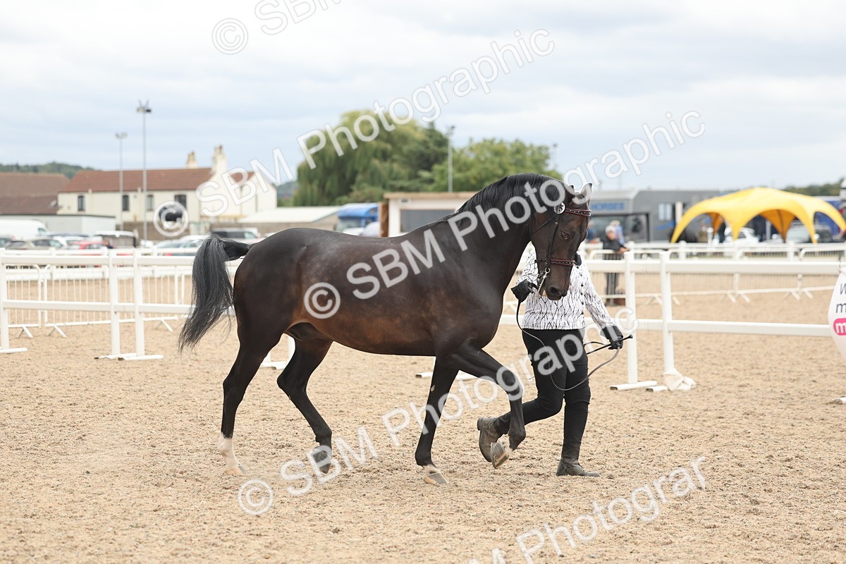 SBM_19246 - Class 317 - IH Pure Bred Horse-Pony