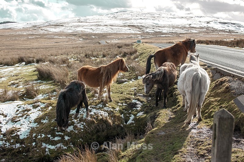 Wild Ponies - Bannau Brycheiniog - Wildlife