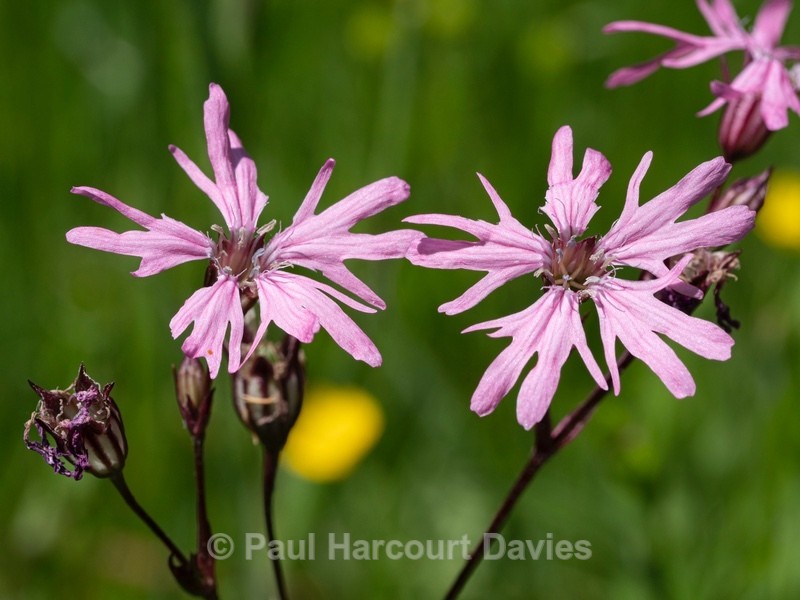 Ragged robin (Lychnis flos-cuculi) - Flower Portraits