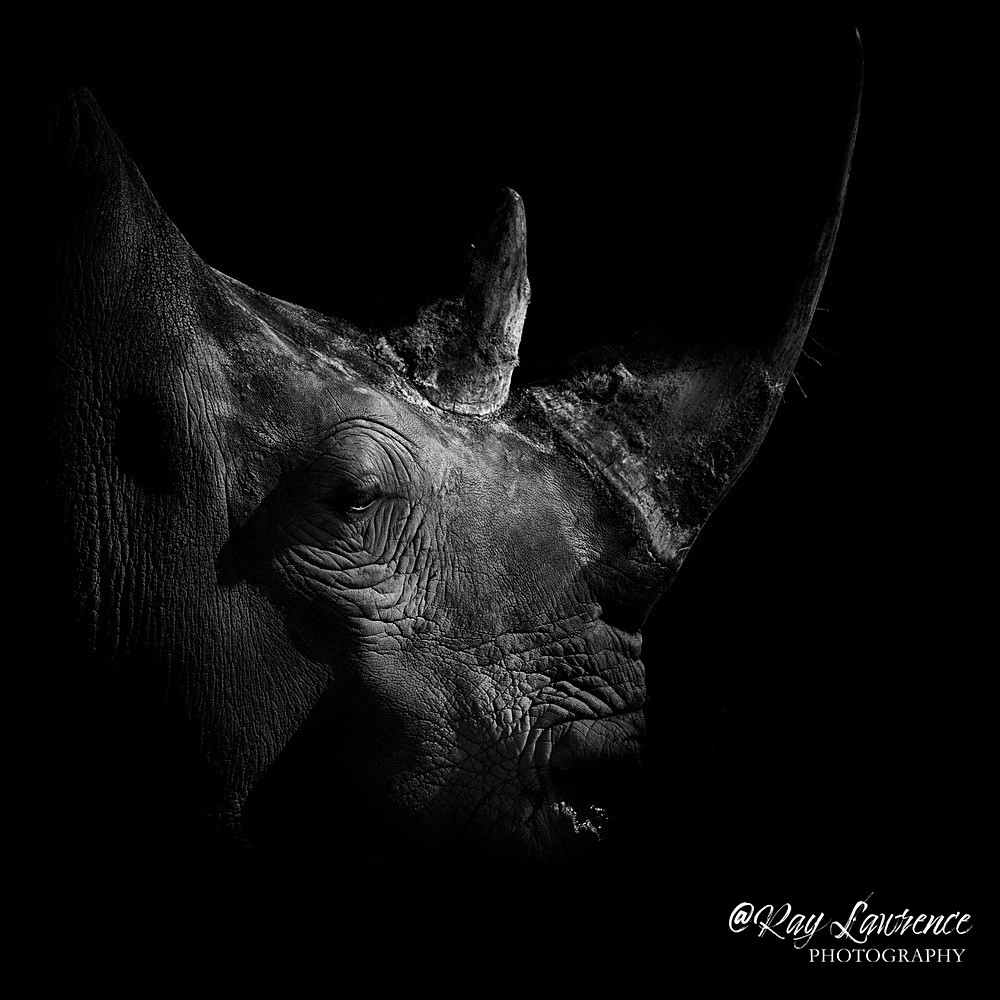 Southern White Rhinoceros-RLP_0073 - Monochrome Zoo