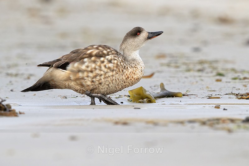 Crested Duck, Carcass Settlement, Falklands - Crested Duck
