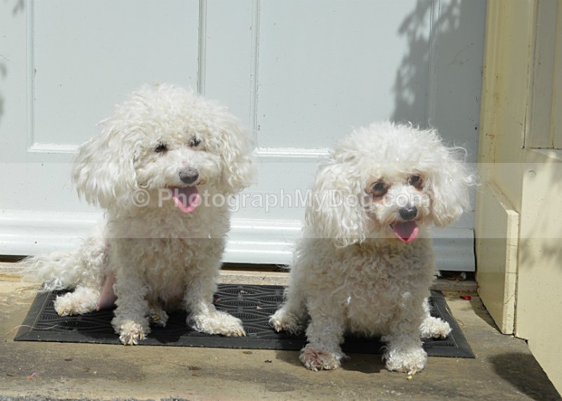  - Bichon Frises