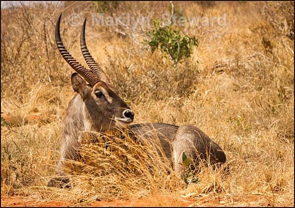 Waterbuck - Kenya, Tsavo East
