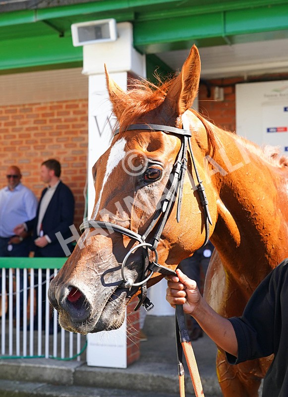 240726-Race 5-Zooella-01712 - Race 5 16.18pm NRFC Leading Roof Excellence Fillies' Handicap