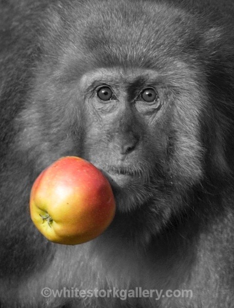 Japanese Monkey - Wildlife and Animals