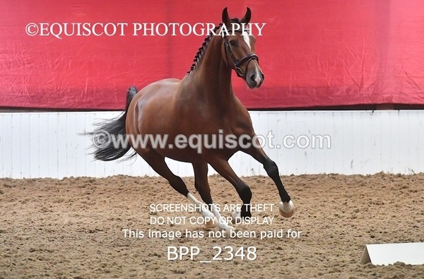 BPP_2348 - AFTERNOON 12.30 - 3.30PM