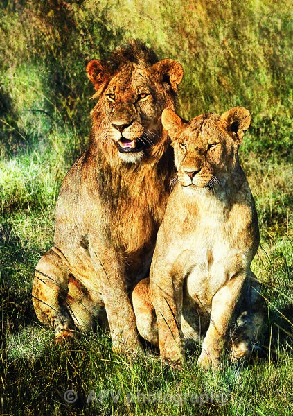  - SAFARI - KENYA