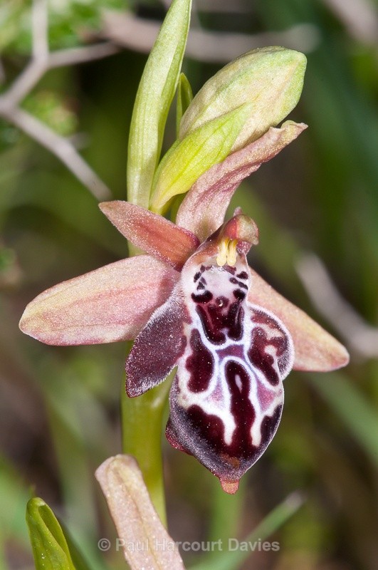  - Orchids - Crete