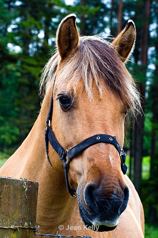 Horse - 9549 - Equine