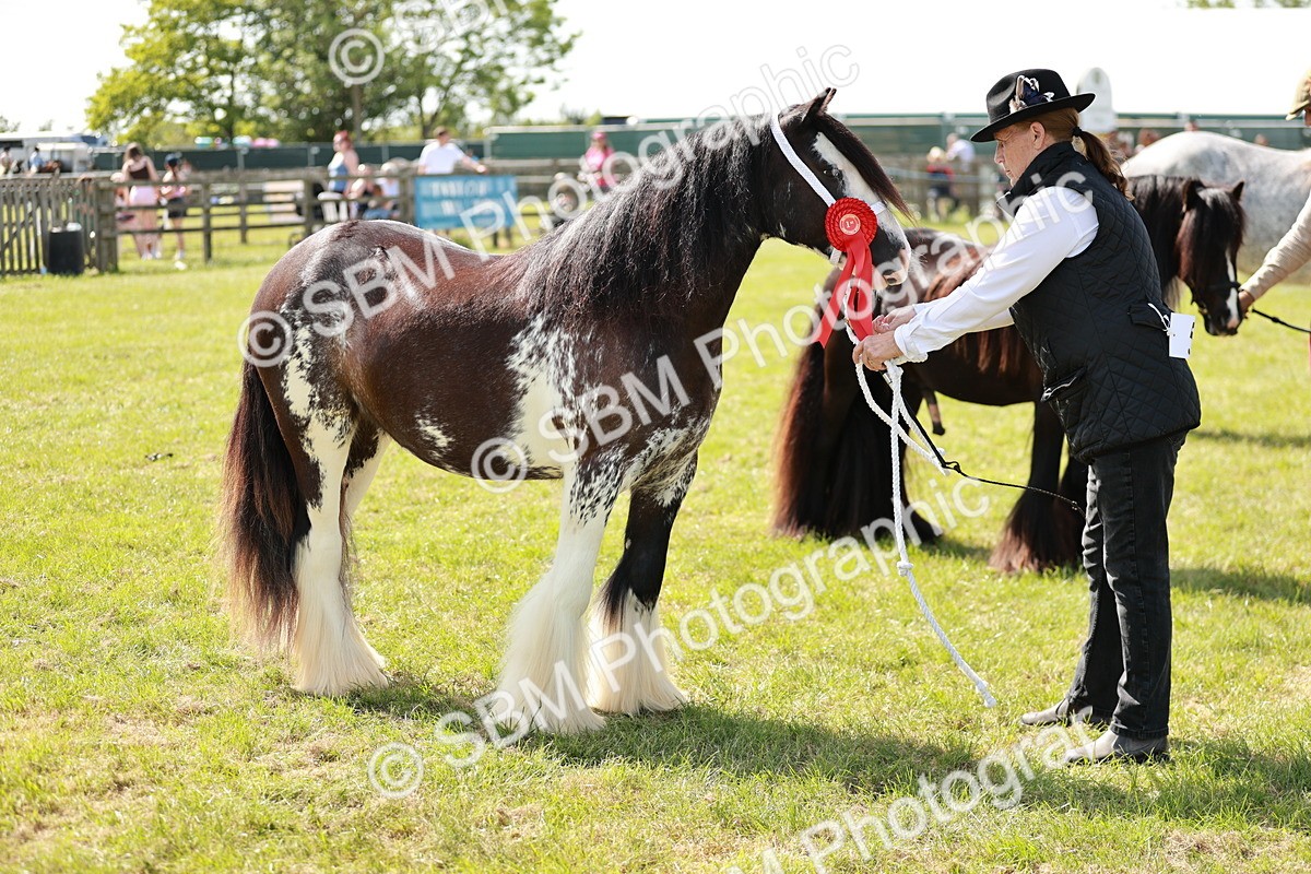 SBM_08690 - Class 63-65 - Traditional Gypsy Cobs In Hand & Ridden