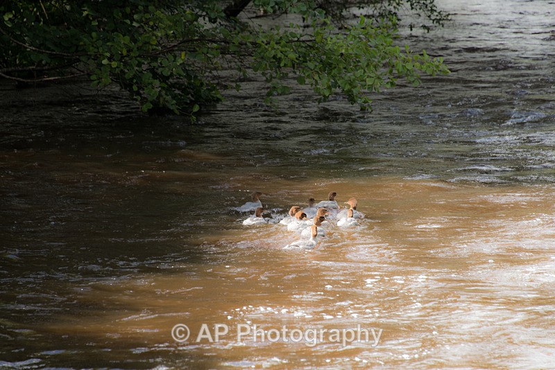 Goosanders_ACP_2537-2 - Birds