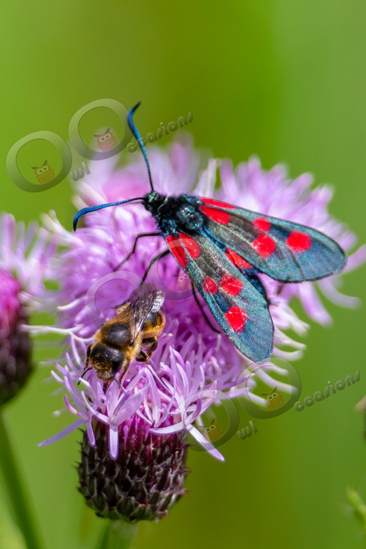 Six-Spot Burnet Zygaena filipendulae-6249 - Insects from around the world