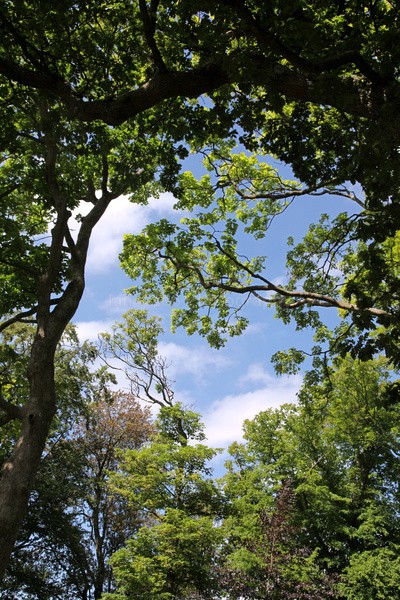 Tree Canopy_FL056 - Wild Flowers,  plants & Fungus photography, Great Britain