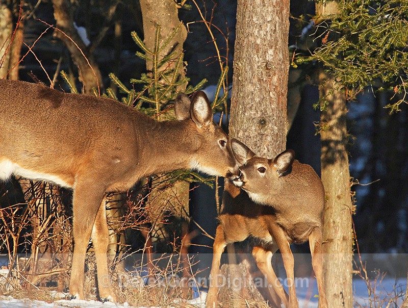 You must remember this ...... - Mammals, Reptiles & Amphibians