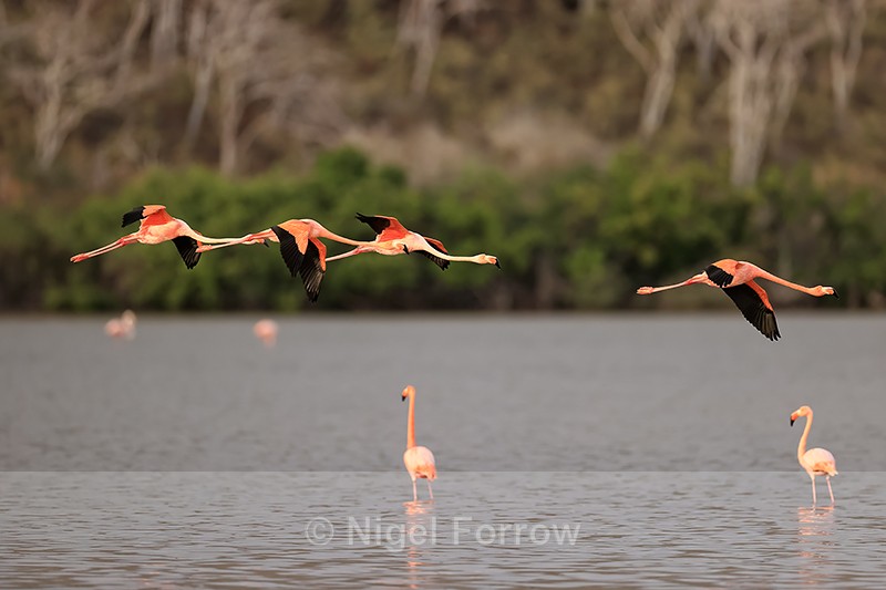 Four American Flamingos flying, Floreana, Galapagos - American Flamingo