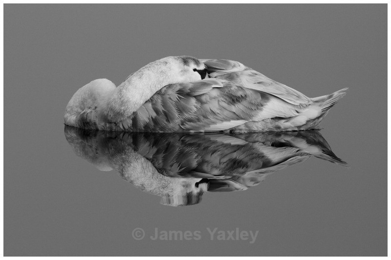 Mute Swan Reflection - Nature in Black & White