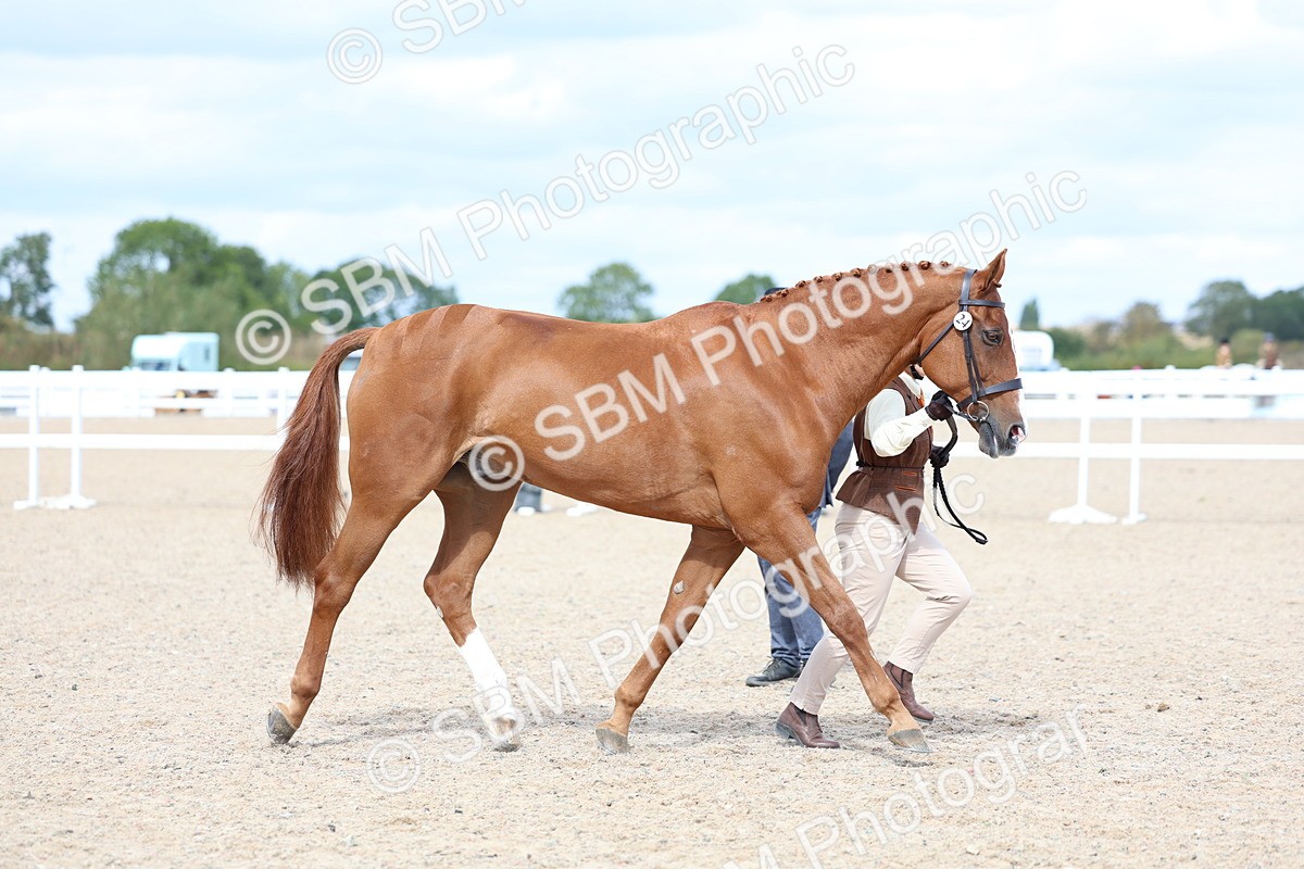 SBM_15420 - Class 312 - IH Competition Horse-Pony