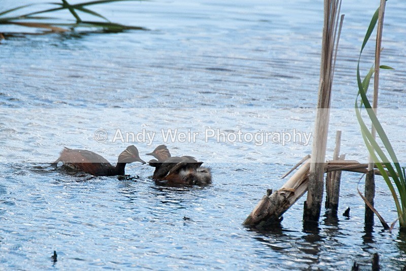 20080625-042 - Black-necked Grebe