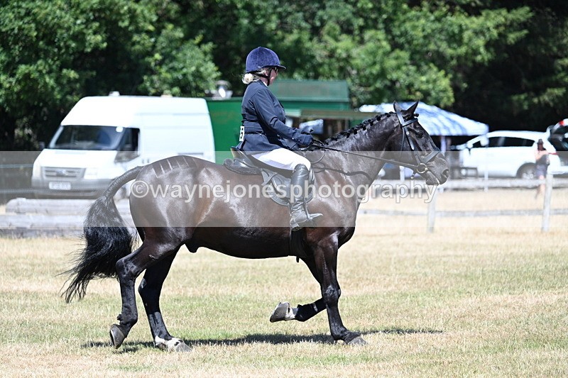 WJ7_2972 - Class 7 Riding Club Show Horse