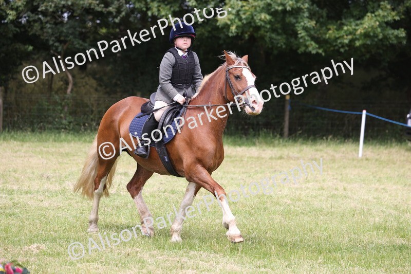 20260614-3238 - Class 22 - Open Working Hunter