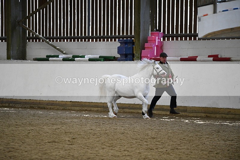 WJ5_5626 - Morning in hand Championship