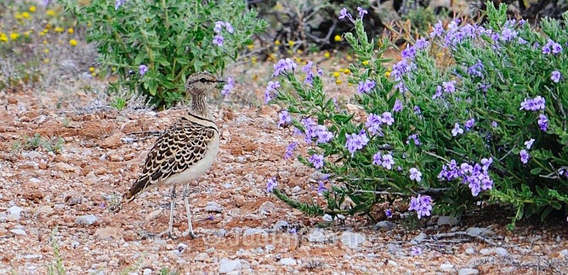 Double-banded Courser - South Africa Birds and Mammals